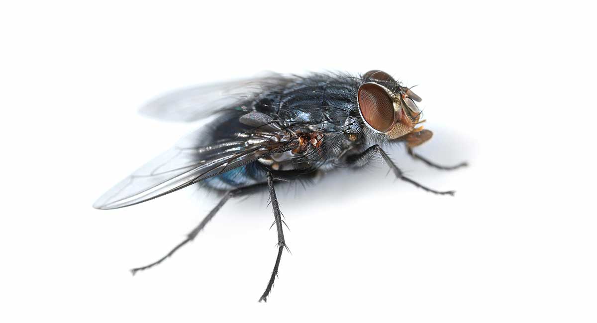 All about flies