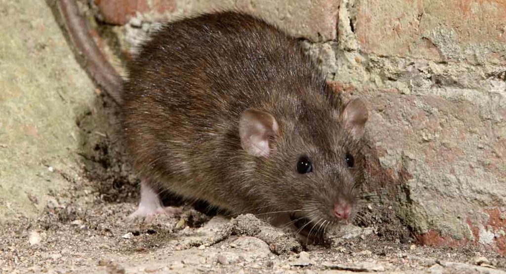 All about rats Country Services Pest Control Ltd