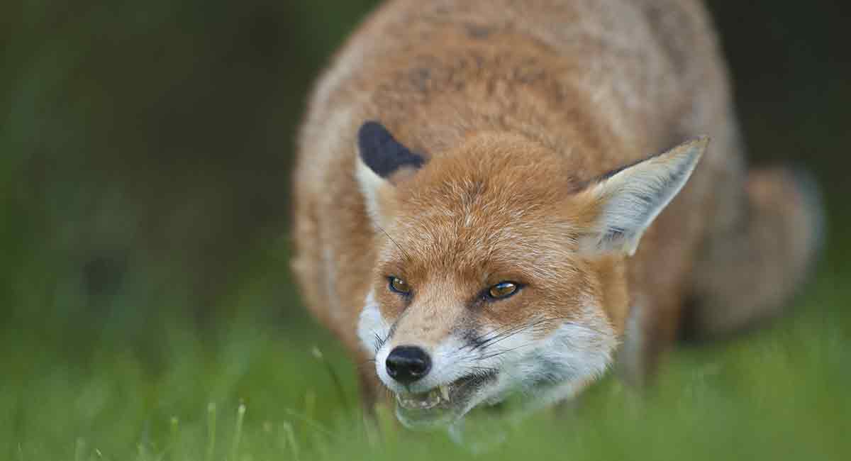 Feeding foxes- not such a good idea