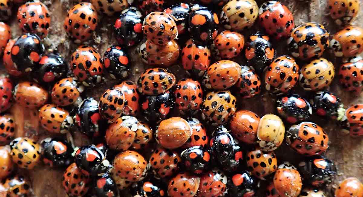 Ladybirds in the house