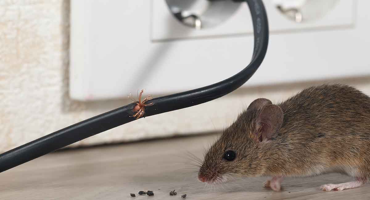 Mouse damage - how to protect your home!