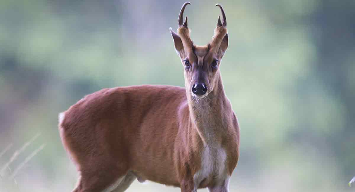 Muntjac deer