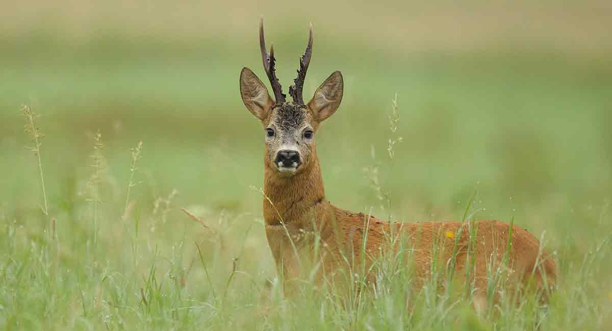 Roe deer