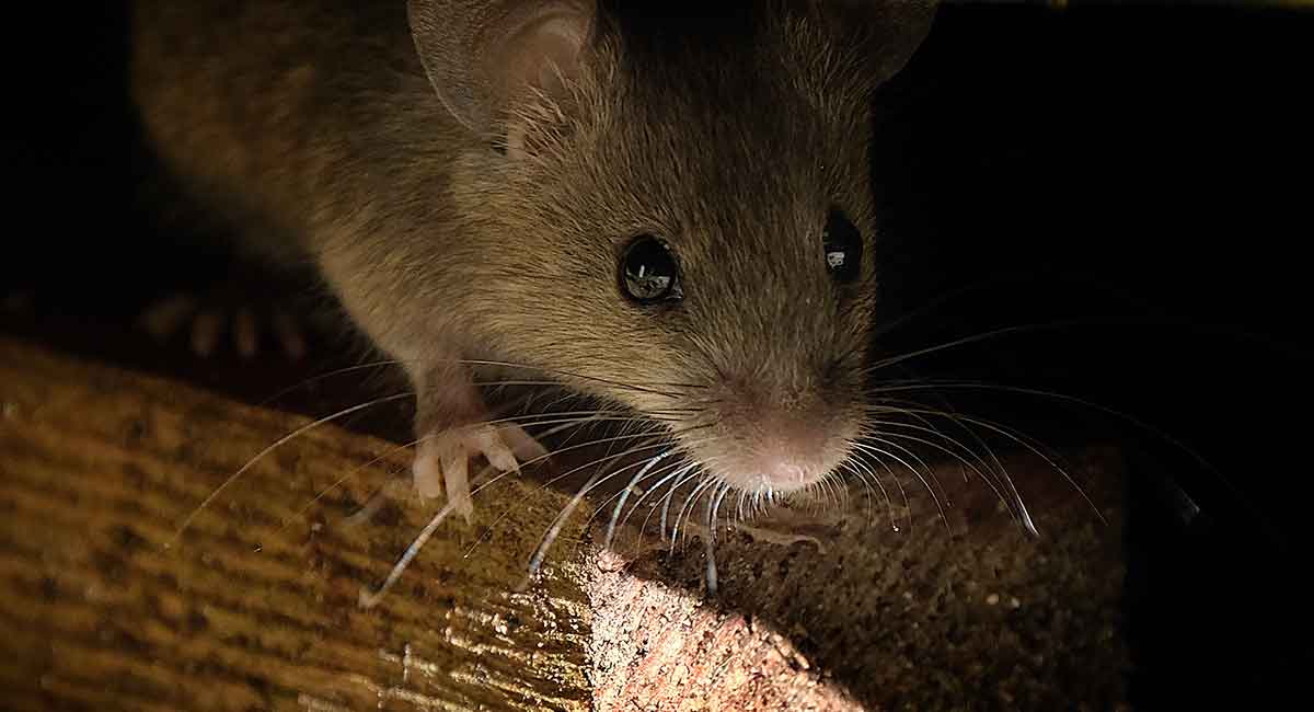 Mice in the attic