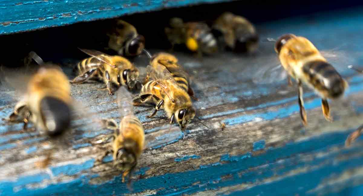 All about the honey bee. Facts and information.