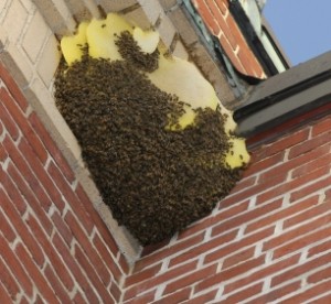 Bee Problems