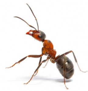 Preventing ants: a house-keeping issue