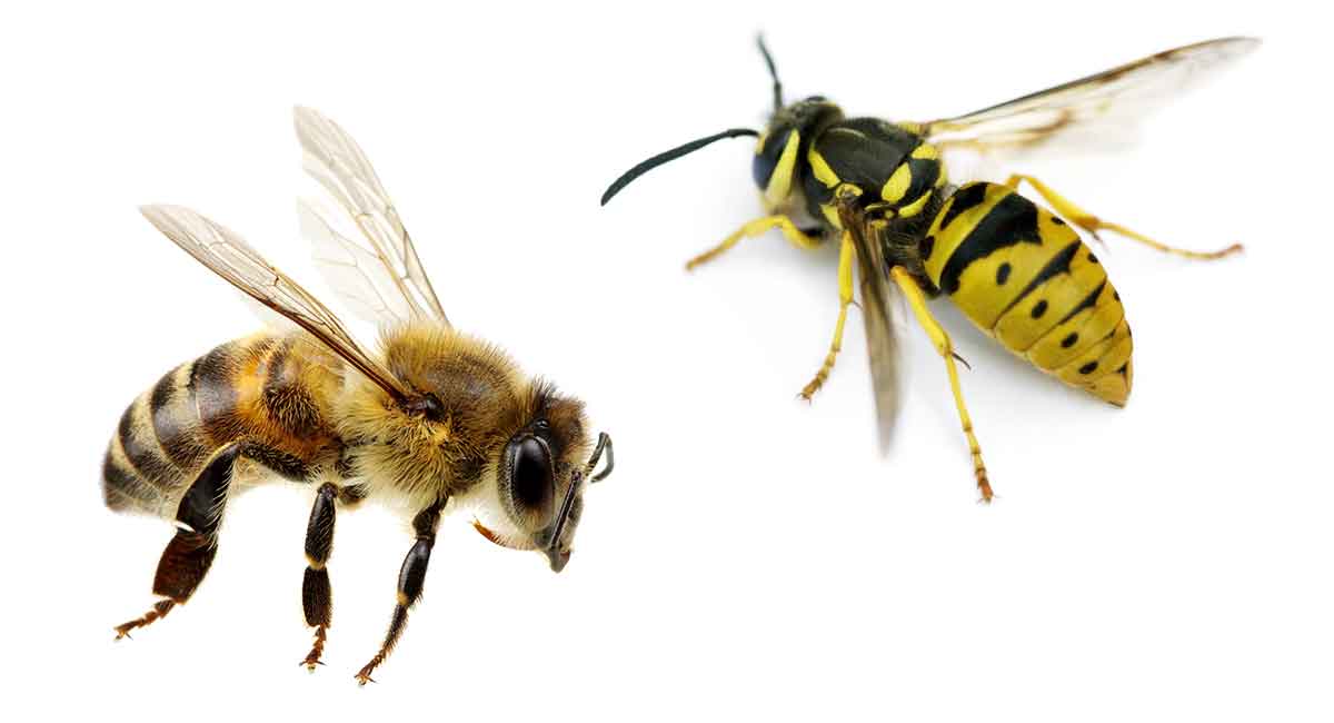 Is it a bee, or is it a wasp? - How to tell them apart.
