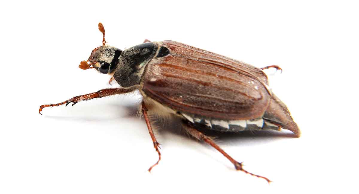 Is it a cockroach? - What is a May Bug?