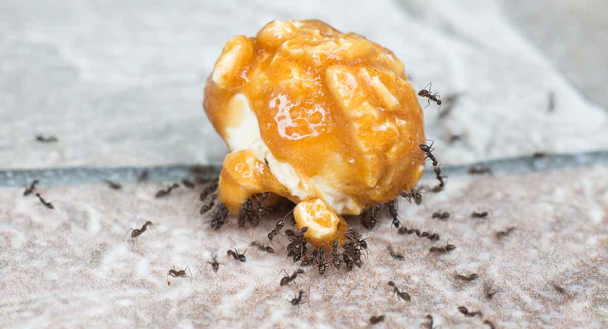 Pest of the Week - Ants