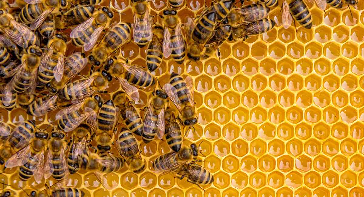 When bees become a problem, what you need to know!