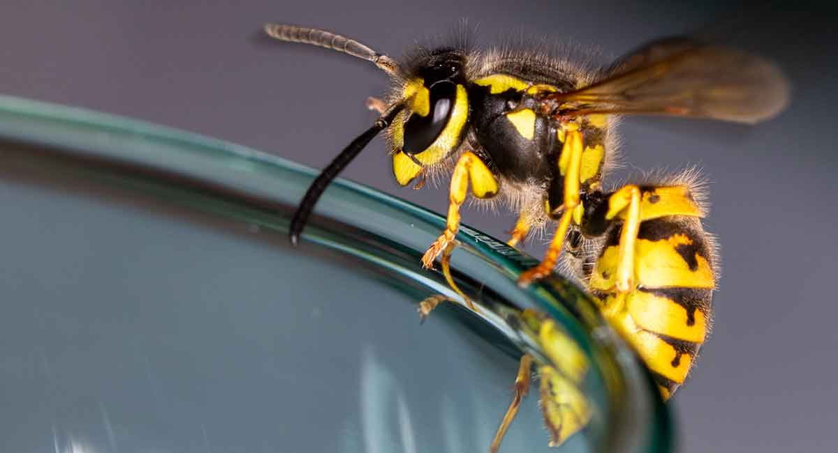 Wasps - What you need to know.