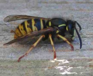 Pest Control - Wasps