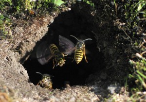 Wasps' Nest