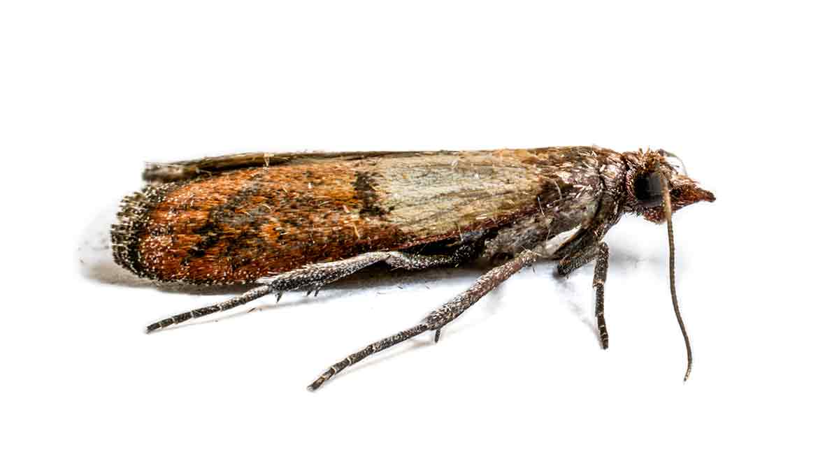Carpet moths