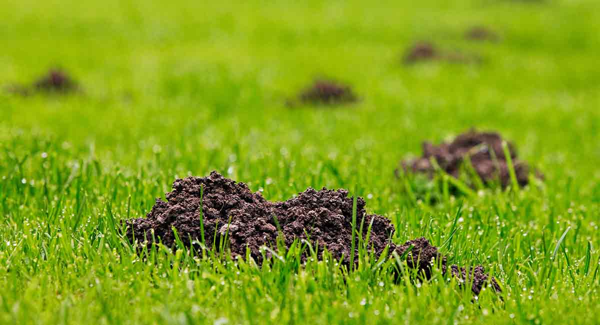 Mole control. Keep your lawn mole free!