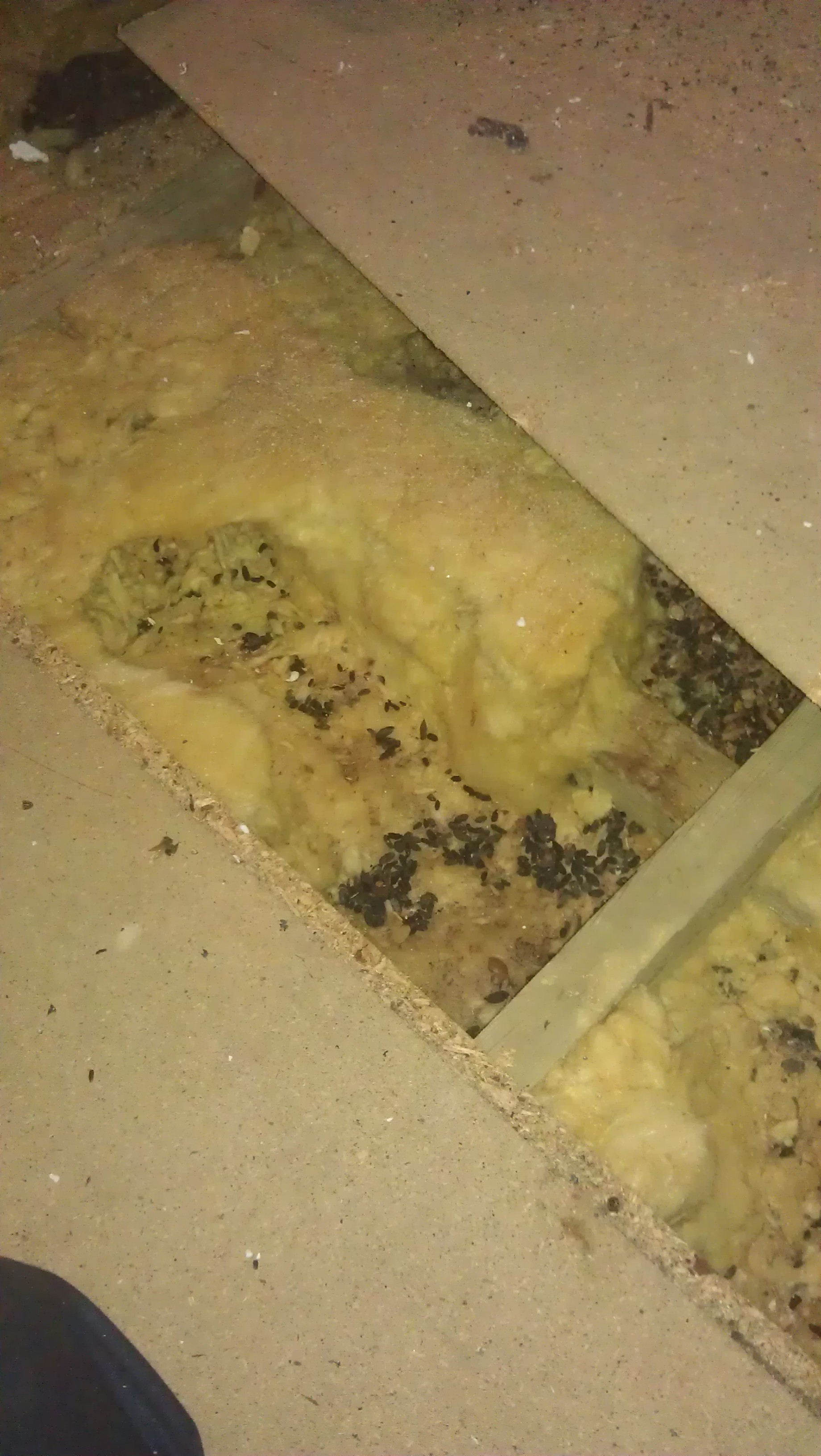 Rat nest in insulation