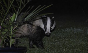 Badgers digging in the lawn