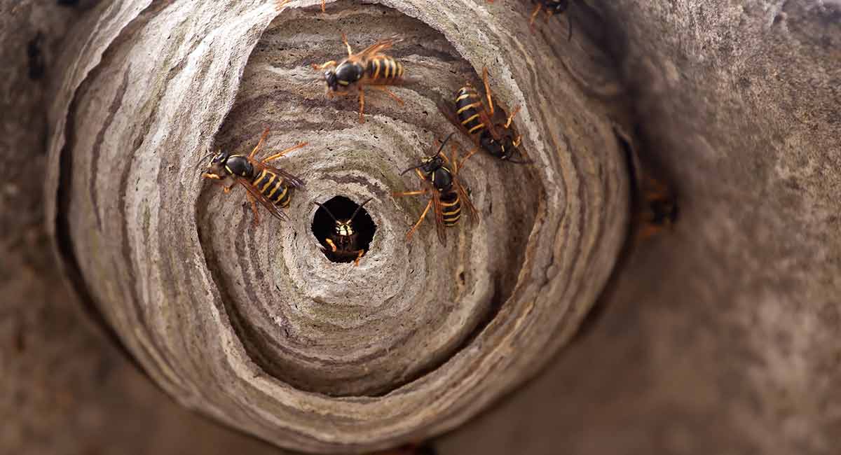 Guaranteed Wasps' Nest Treatment