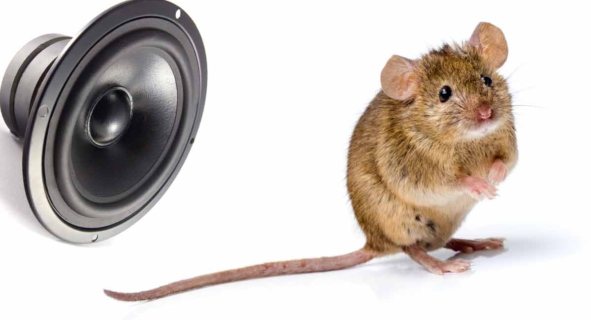 Ultrasonic Mouse Repellers