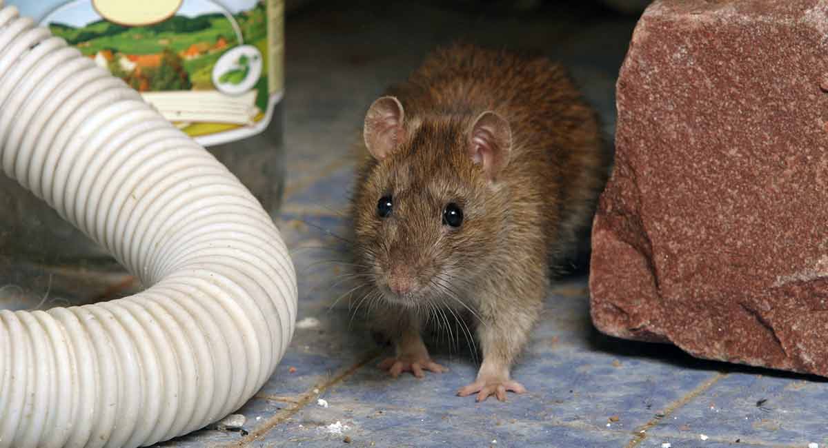 Brown Rat (Rattus Norvegicus)