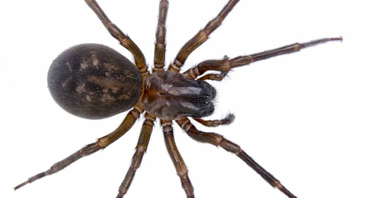 False-Widow-Spider