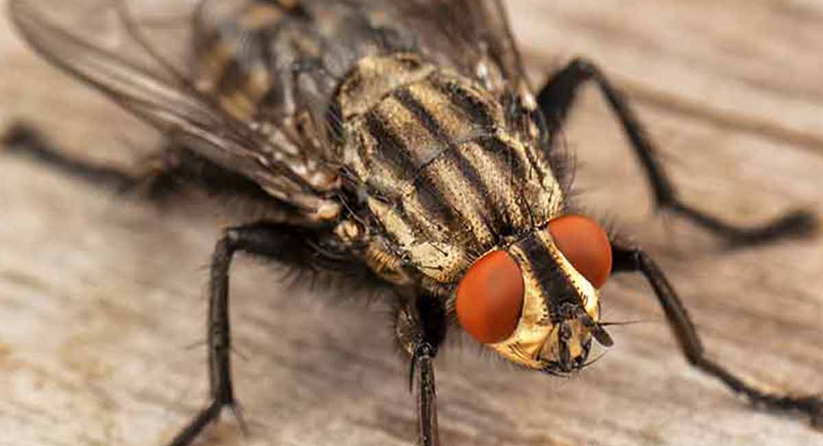Flies-invading-Surrey-homes