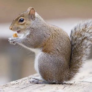 Grey Squirrel (Sciurus Carolinensis) pest control