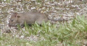 Brown Rat eating bird food