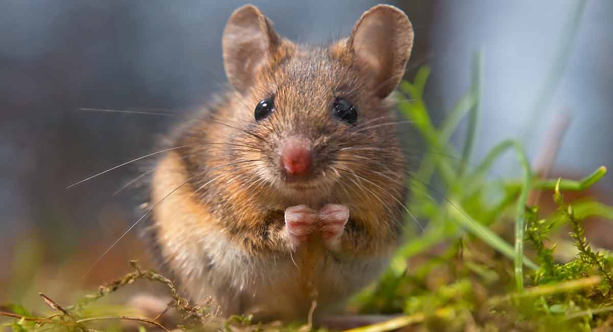 Wood Mice (Apodemus sylvaticus)