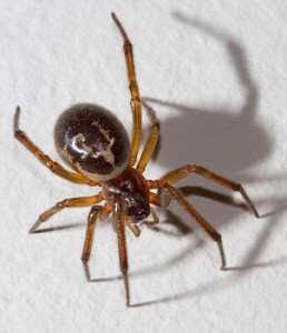 FALSE WIDOW SPIDER (Steatoda nobilis) in home, West Sussex, UK.