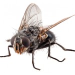 flies in Surrey homes
