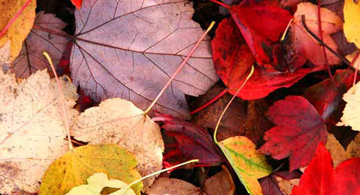 Autumn-pest-control-surrey