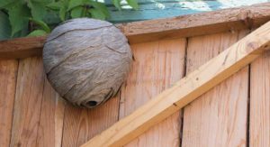Wasp nests, pest control