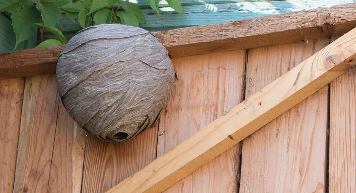 Wasp nests, pest control