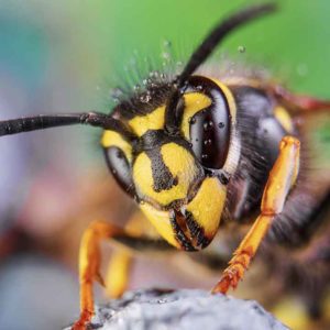 Wasp nests