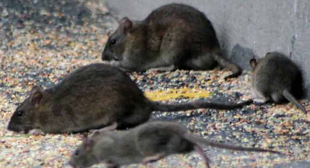 A-plague-of-rats
