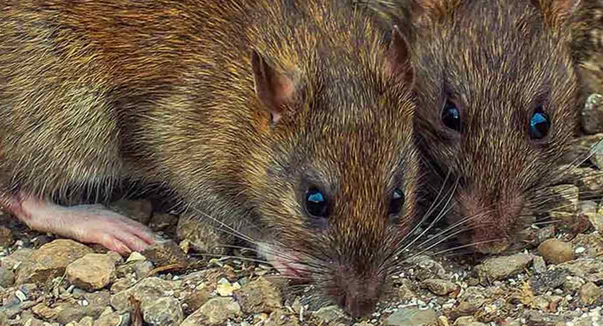 Rats in the garden, pest control