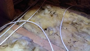 A Mouse Nest in Loft Insulation