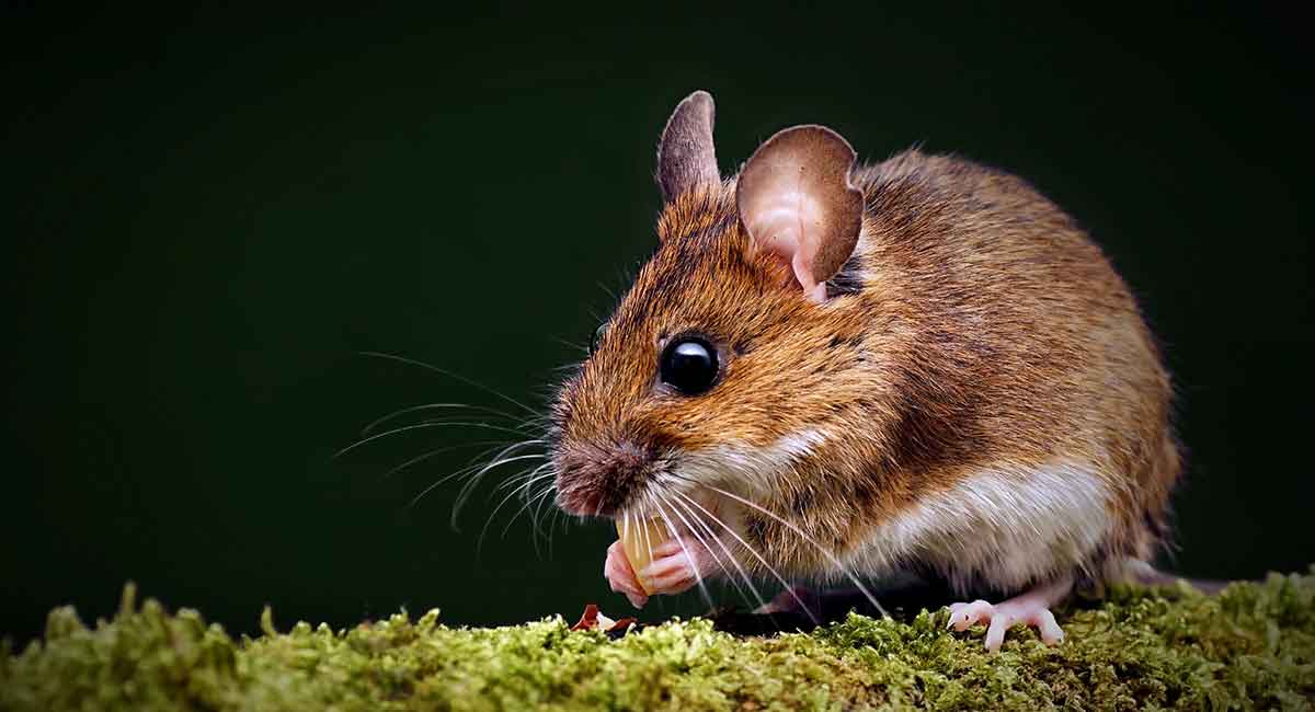 Wood mice in Haslemere. pest control