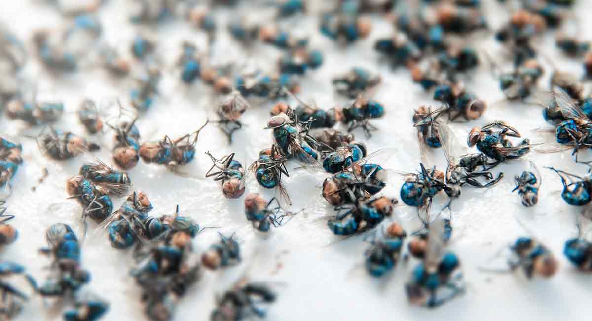 How To Get Rid Of Cluster Flies Country Services Pest Control Ltd